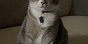 Ollie is registered to the contest to win money with this photo: alert, animal, cat, collar, couch, cozy, curious, domestic, ears, face, feline, fur, indoor, living_room, pet, sitting, sofa, tabby, whiskers, white_paws
