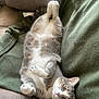 Ollie is registered to the contest to win money with this photo: animal, blanket, cat, comfort, couch, cozy, cute, domestic_animal, feline, fur, indoor, lying_down, paws, pet, relaxed, resting, sleepy, soft, tabby, whiskers