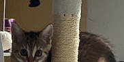 Willow Et Kira a rejoint le concours — aidez-le/la à gagner de superbes lots ! kitten, cat, tabby, cat_tree, scratch_post, indoor, pet, feline, curious, young, animal, playful, fur, whiskers, paw, ears, claws, home, cute, exploring