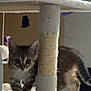 kitten, cat, tabby, cat_tree, scratch_post, indoor, pet, feline, curious, young, animal, playful, fur, whiskers, paw, ears, claws, home, cute, exploring