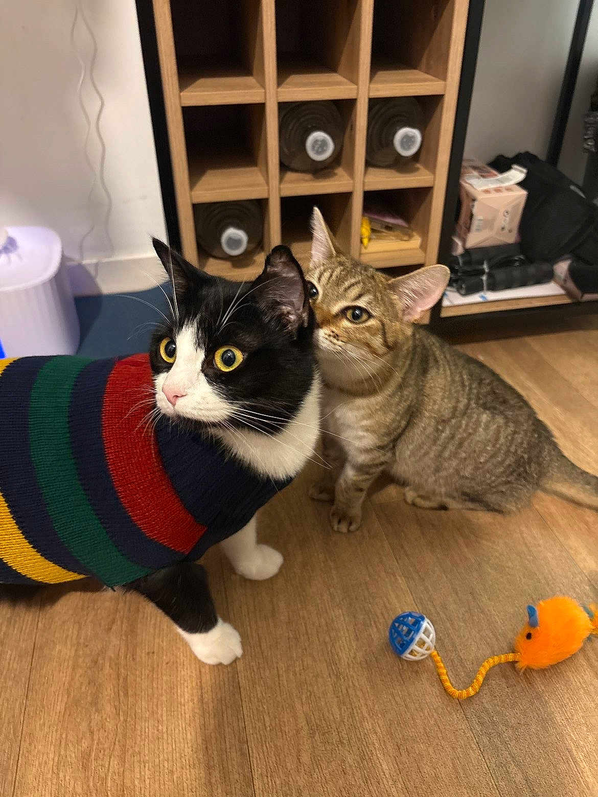 Willow Et Kira participe au concours pour gagner de l'argent avec cette photo : cat, cats, indoor, wood_floor, striped_sweater, black_and_white_cat, tabby_cat, pet_toys, curious, feline, domestic_animal, playful, animal_friendship, wooden_shelf, wine_bottles, home_interior, flooring, pet_accessories, cute, companions