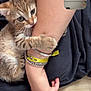 arm, black_clothing, bracelet, cat, clinging, closeup, cushion, cute, feline, fur, grip, indoor, kitten, nibble, paw, person, pet, resting, tabby, young_animal