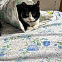 Willow Et Kira participe au concours pour gagner de l'argent avec cette photo : cat, black_and_white, plastic_bag, bedspread, floral_pattern, indoor, pet, curious, feline, resting, wide_eyes, pink_nose, cozy, animal, domestic, whiskers, ears, table, background, soft_light