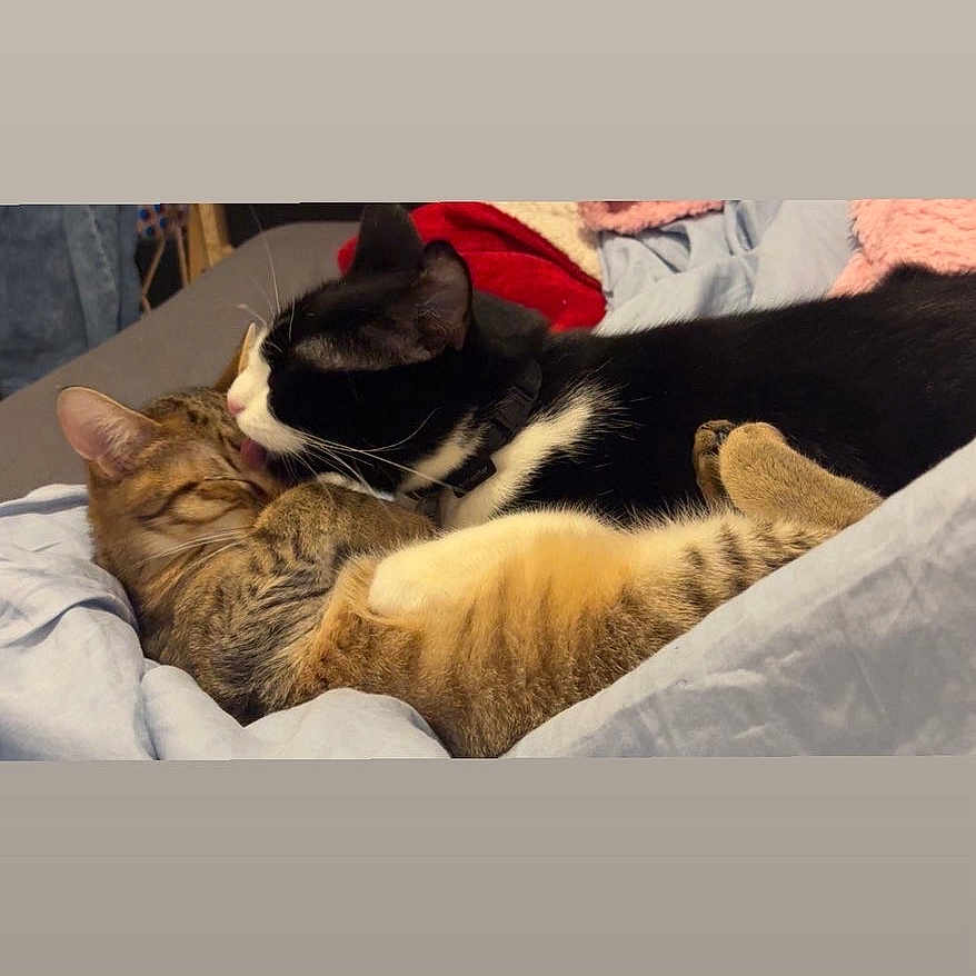 Willow Et Kira a rejoint le concours — aidez-le/la à gagner de superbes lots ! affection, animal, bed, black_and_white_cat, blanket, cat, cats, companionship, cozy, cuddling, cute, feline, fur, grooming, indoor, pets, relaxed, resting, sleeping, tabby_cat