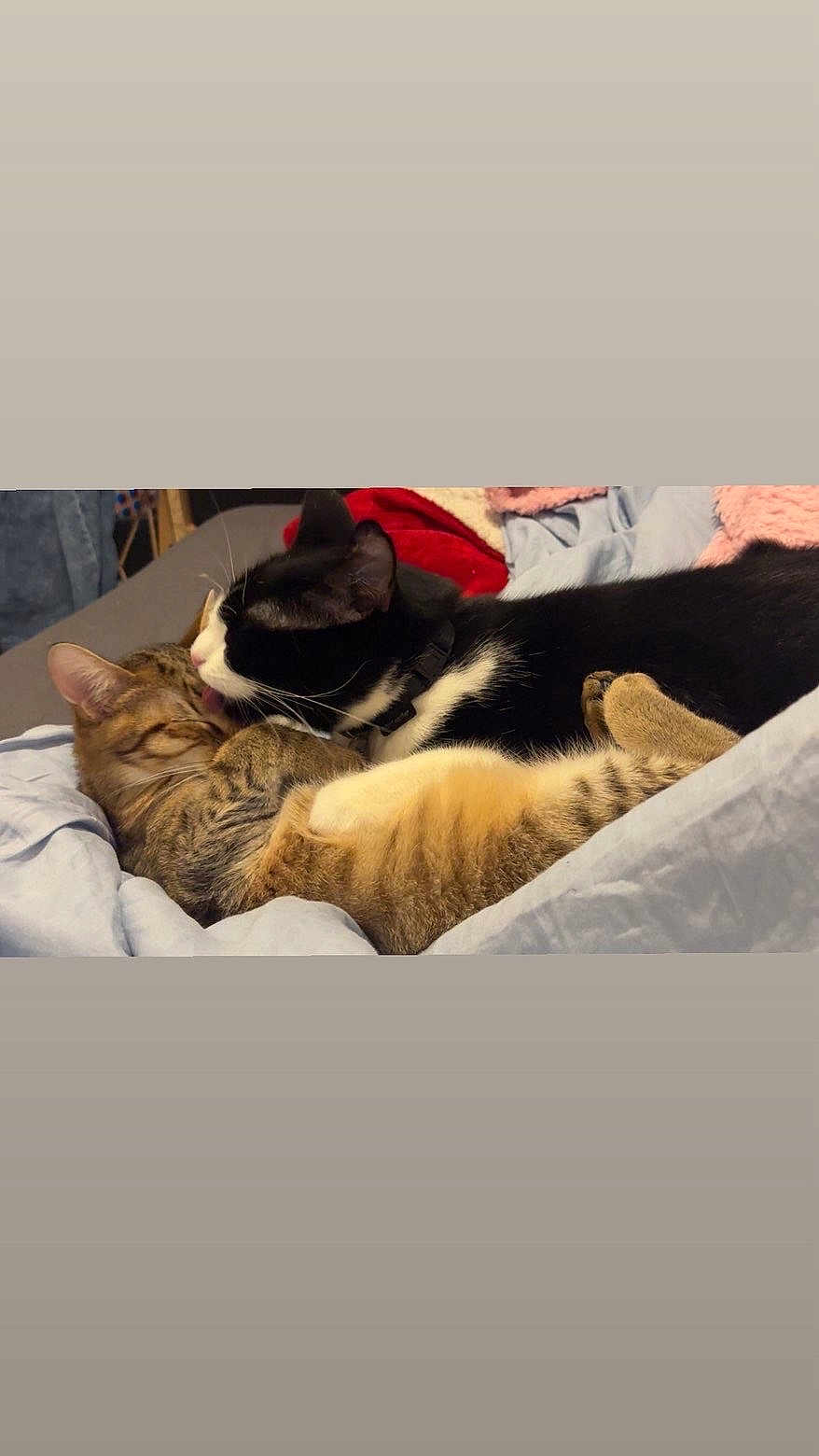 Willow Et Kira a rejoint le concours — aidez-le/la à gagner de superbes lots ! affection, animal, bed, black_and_white_cat, blanket, cat, cats, companionship, cozy, cuddling, cute, feline, fur, grooming, indoor, pets, relaxed, resting, sleeping, tabby_cat