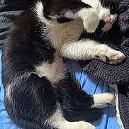 Willow Et Kira a rejoint le concours — aidez-le/la à gagner de superbes lots ! cat, black_and_white, feline, pet, sleeping, relaxing, bed, blanket, paw, fur, whiskers, cozy, indoor, closeup, animal, cute, resting, soft, comfort, domestic