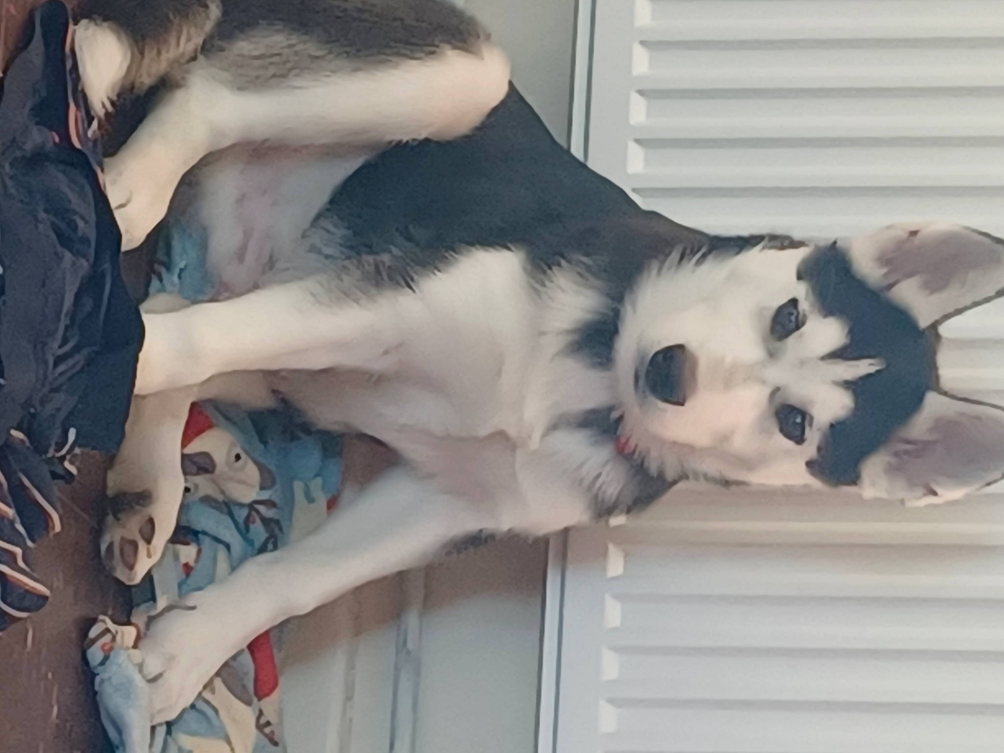 Buster joined the competition — help win amazing prizes! carnivore, cat, comfort, companion_dog, dog_breed, domestic_short_haired_cat, felidae, fur, paw, small_to_medium_sized_cats, snout, tail, whiskers, window, wood