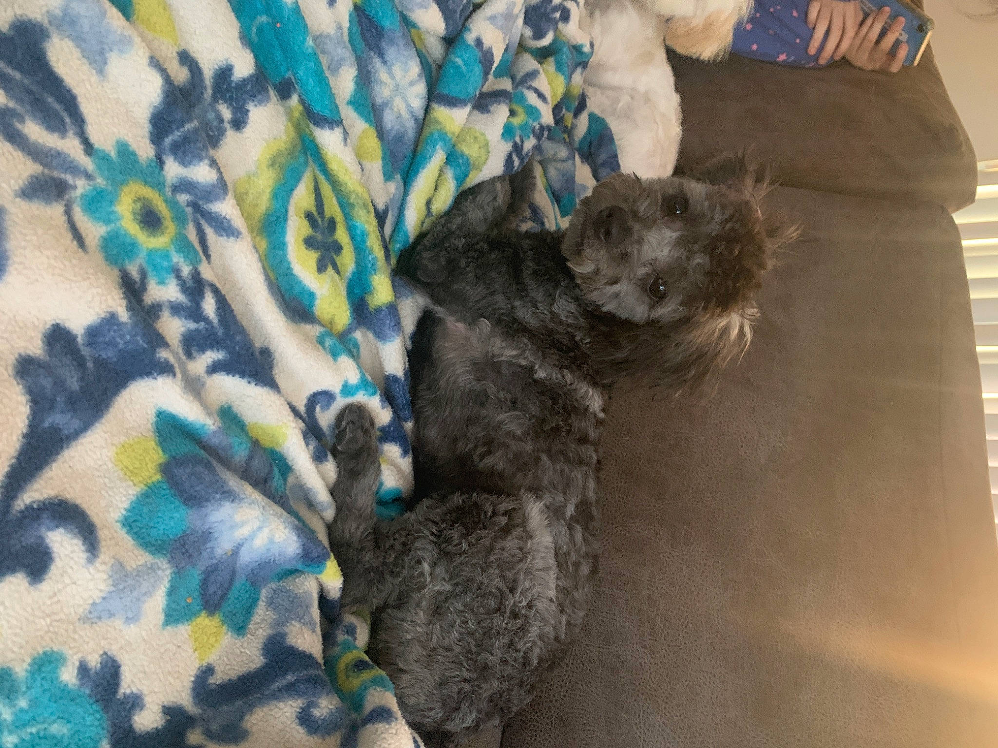 Girly is registered to the contest to win money with this photo: canidae, carnivore, dog, dog_breed, nap, puppy, sporting_group