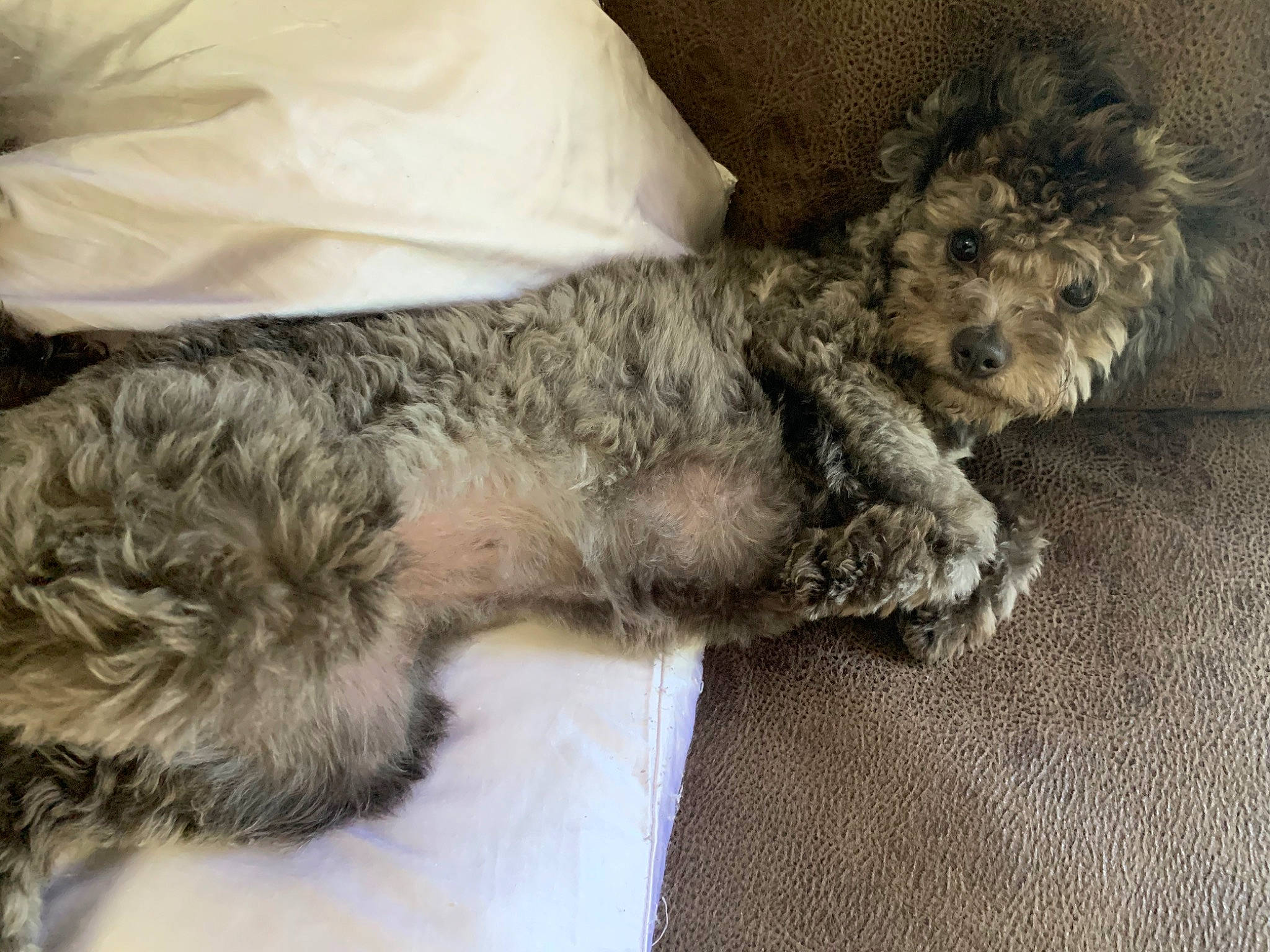 Girly is registered to the contest to win money with this photo: bolonka, canidae, carnivore, cockapoo, companion_dog, dog, dog_breed, glen_of_imaal_terrier, lagotto_romagnolo, maltepoo, mammal, miniature_poodle, poodle_crossbreed, pumi, puppy, schnoodle, shih_poo, terrier, toy_poodle, vertebrate