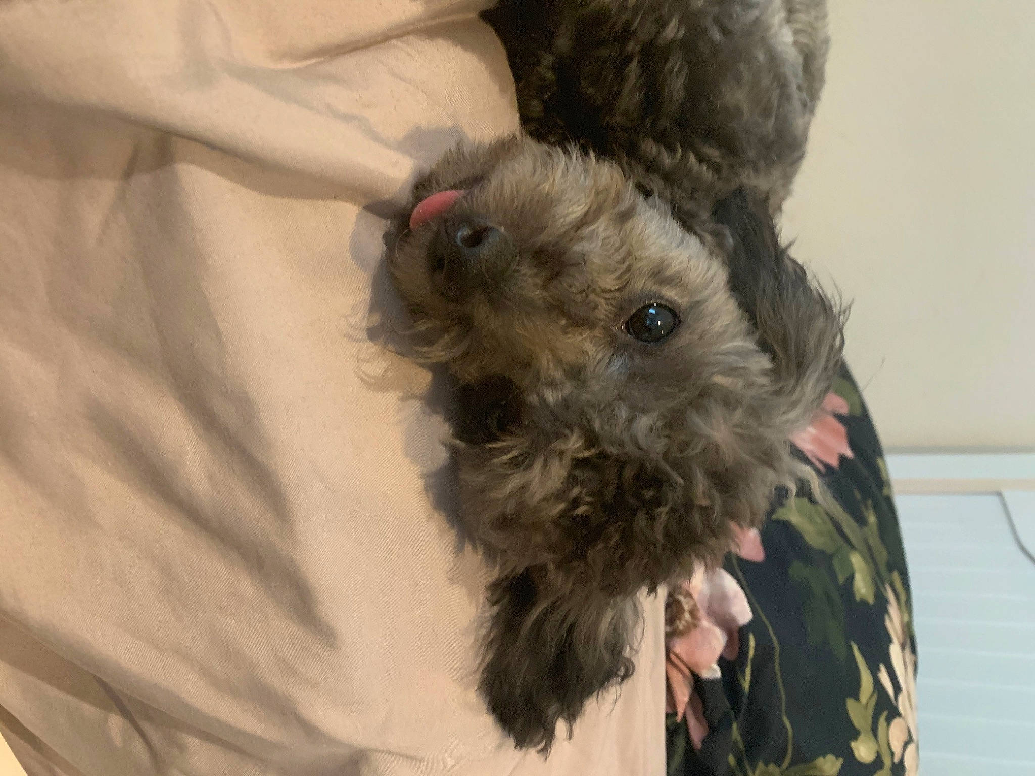 Girly is registered to the contest to win money with this photo: affenpinscher, bolonka, canidae, carnivore, dog, dog_breed, fur, poodle_crossbreed, schnoodle, snout, terrier