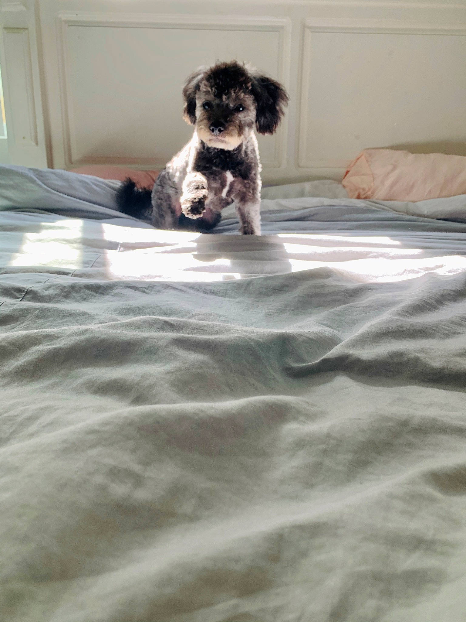 Girly joined the competition — help win amazing prizes! canidae, carnivore, cavapoo, cockapoo, companion_dog, dog, dog_breed, floor, havanese, mammal, miniature_poodle, miniature_schnauzer, morkie, poodle_crossbreed, puppy, schnauzer, schnoodle, shih_tzu, sporting_group, tibetan_terrier