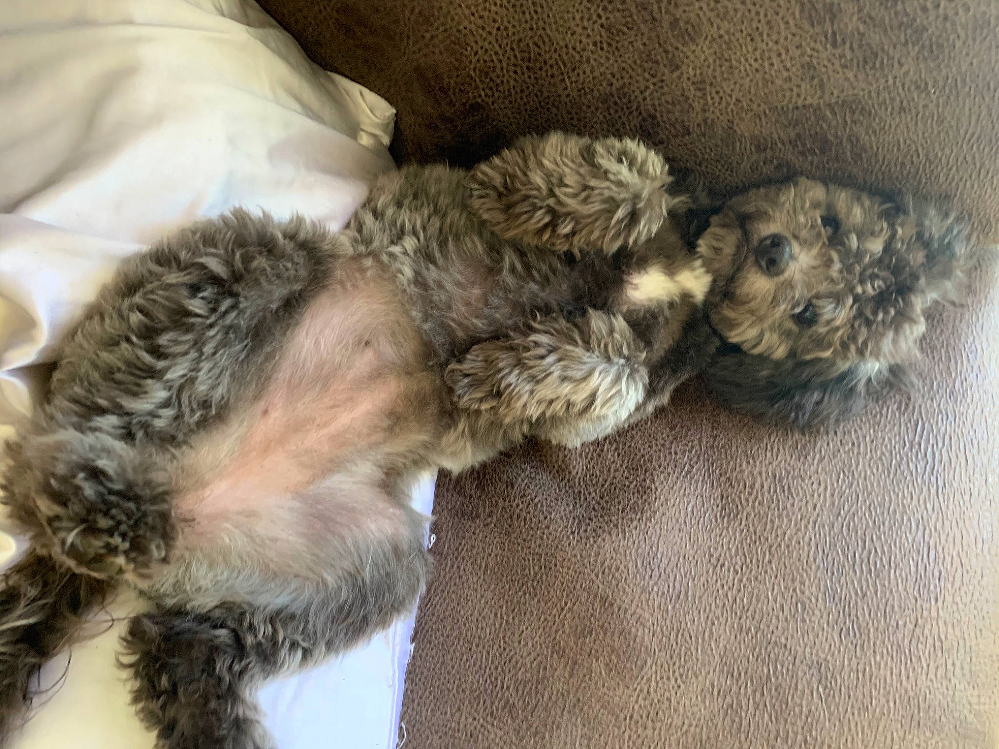 Girly is registered to the contest to win money with this photo: bolonka, canidae, carnivore, cavapoo, dog, dog_breed, fur, labradoodle, lagotto_romagnolo, maltepoo, mammal, miniature_poodle, poodle_crossbreed, puppy, schnauzer, schnoodle, shih_poo, toy_poodle, vertebrate, yorkipoo