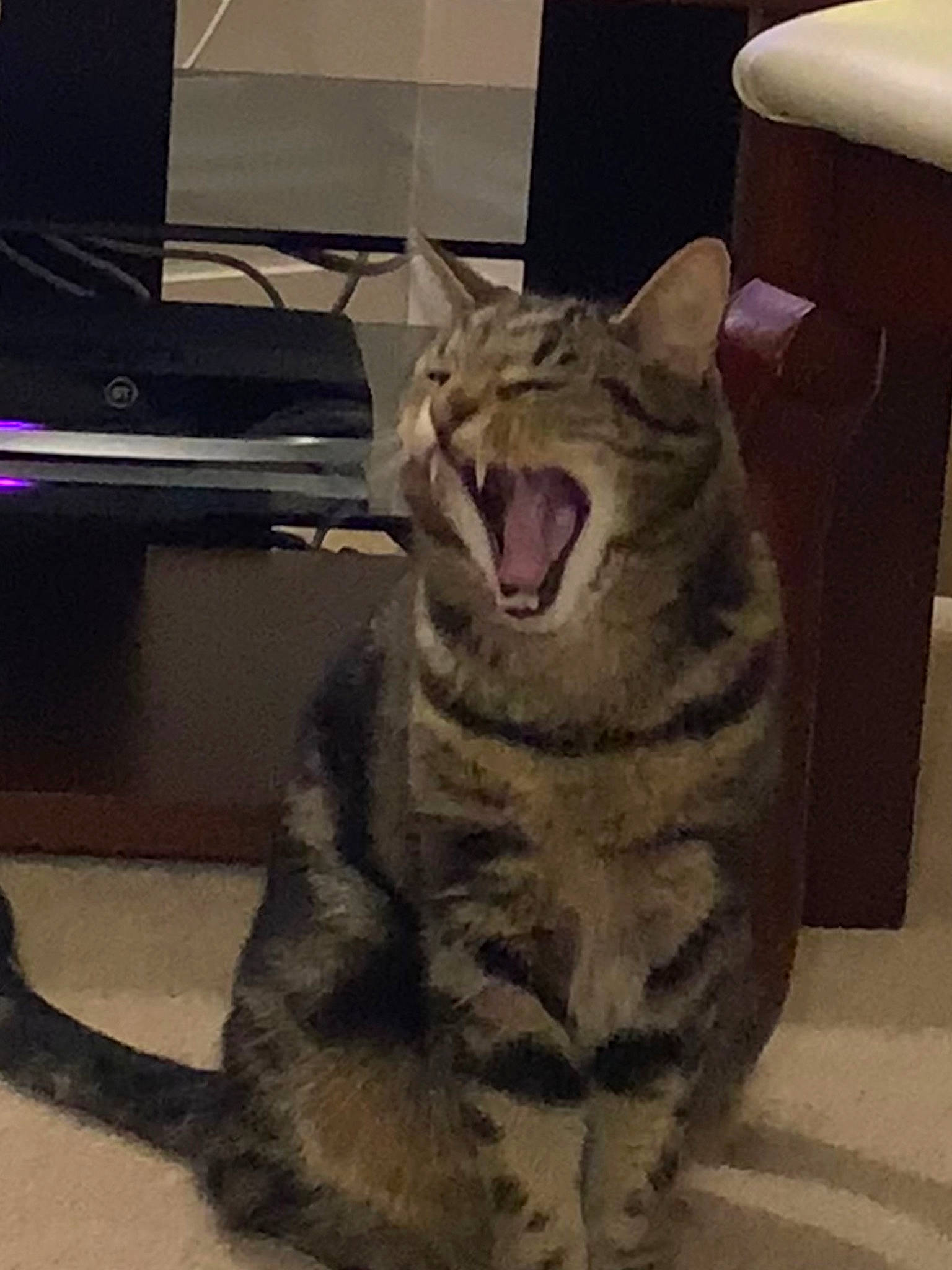 Dub is registered to the contest to win money with this photo: carnivore, cat, comfort, domestic_short_haired_cat, fang, felidae, flooring, foot, fur, jaw, mammal, metal, paw, small_to_medium_sized_cats, snout, tail, terrestrial_animal, whiskers, yawn