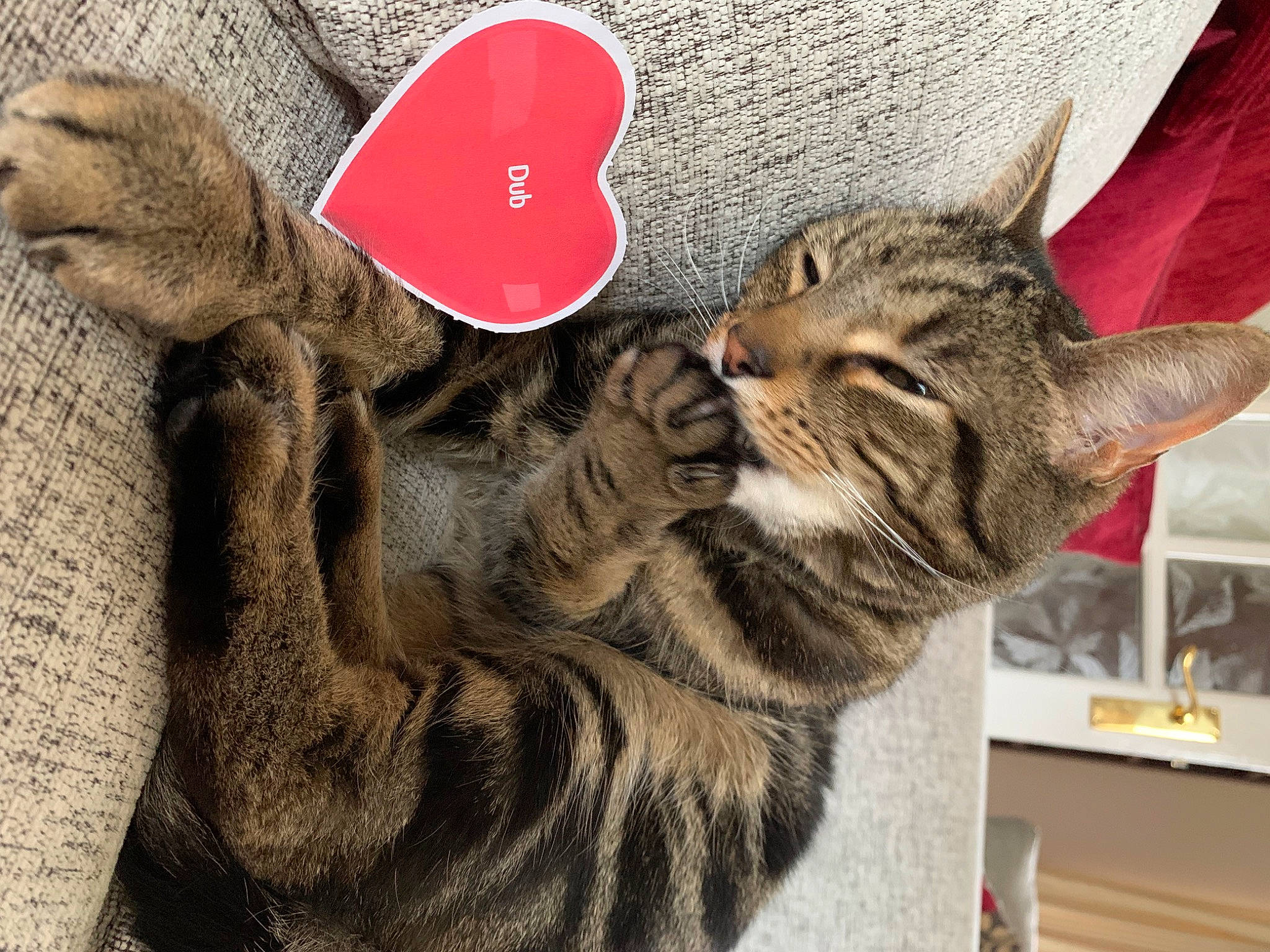 Dub is registered to the contest to win money with this photo: carmine, carnivore, cat, claw, domestic_short_haired_cat, fashion_accessory, fawn, felidae, fur, gesture, hat, headgear, mammal, pattern, paw, small_to_medium_sized_cats, snout, tail, vertebrate, whiskers