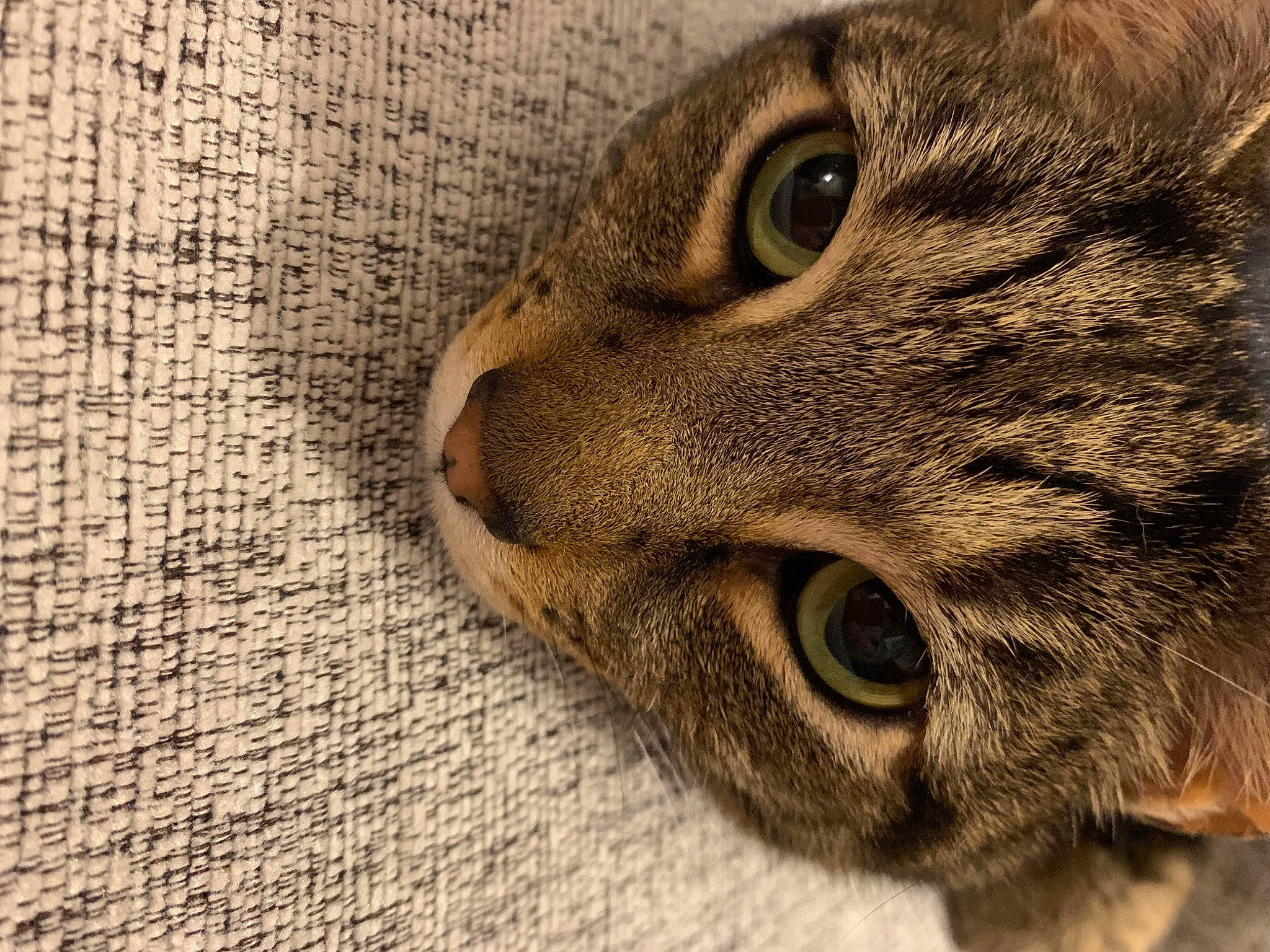 Dub is registered to the contest to win money with this photo: carnivore, cat, domestic_short_haired_cat, felidae, fur, paw, small_to_medium_sized_cats, snout, terrestrial_animal, whiskers, wildlife, wood