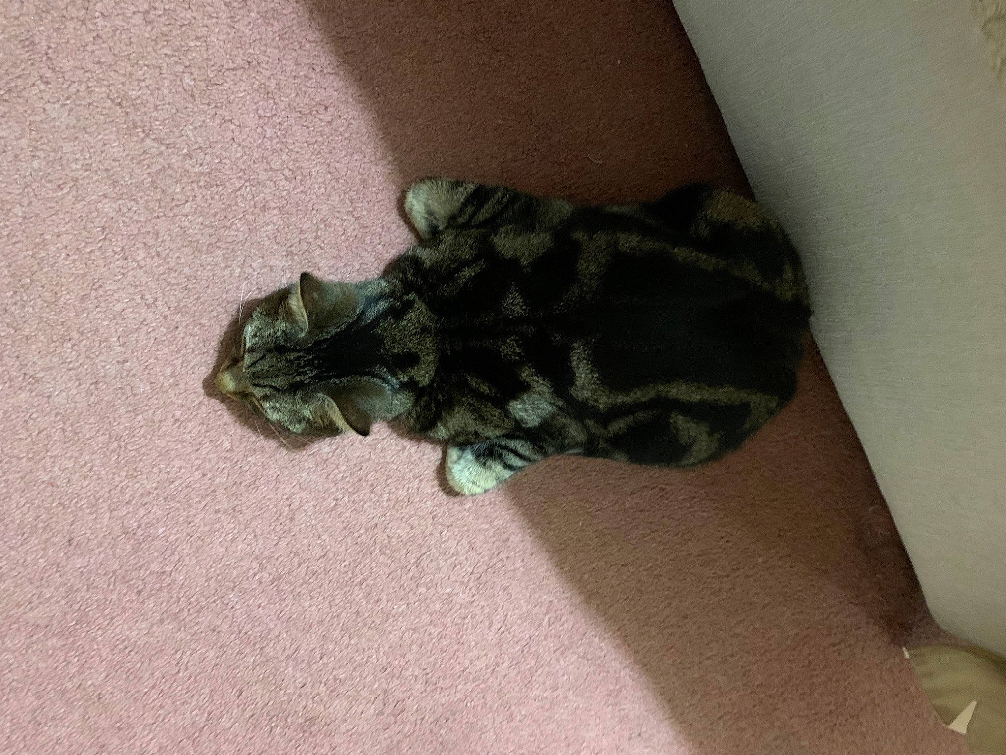 Dub joined the competition — help win amazing prizes! camouflage, carnivore, cat, claw, domestic_short_haired_cat, felidae, flooring, fur, grey, human_leg, military_camouflage, pattern, reptile, sleeve, small_to_medium_sized_cats, snout, tail, terrestrial_animal, thigh, whiskers