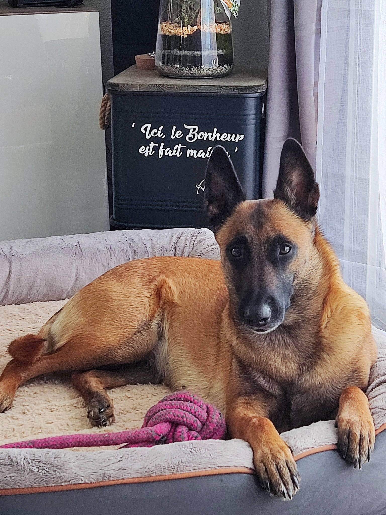 Sherley a rejoint le concours — aidez-le/la à gagner de superbes lots ! canidae, carnivore, comfort, companion_dog, curtain, dog, dog_breed, dog_supply, fawn, german_shepherd_dog, guard_dog, nap, old_german_shepherd_dog, paw, plant, snout, sporting_group, terrestrial_animal, whiskers, working_dog