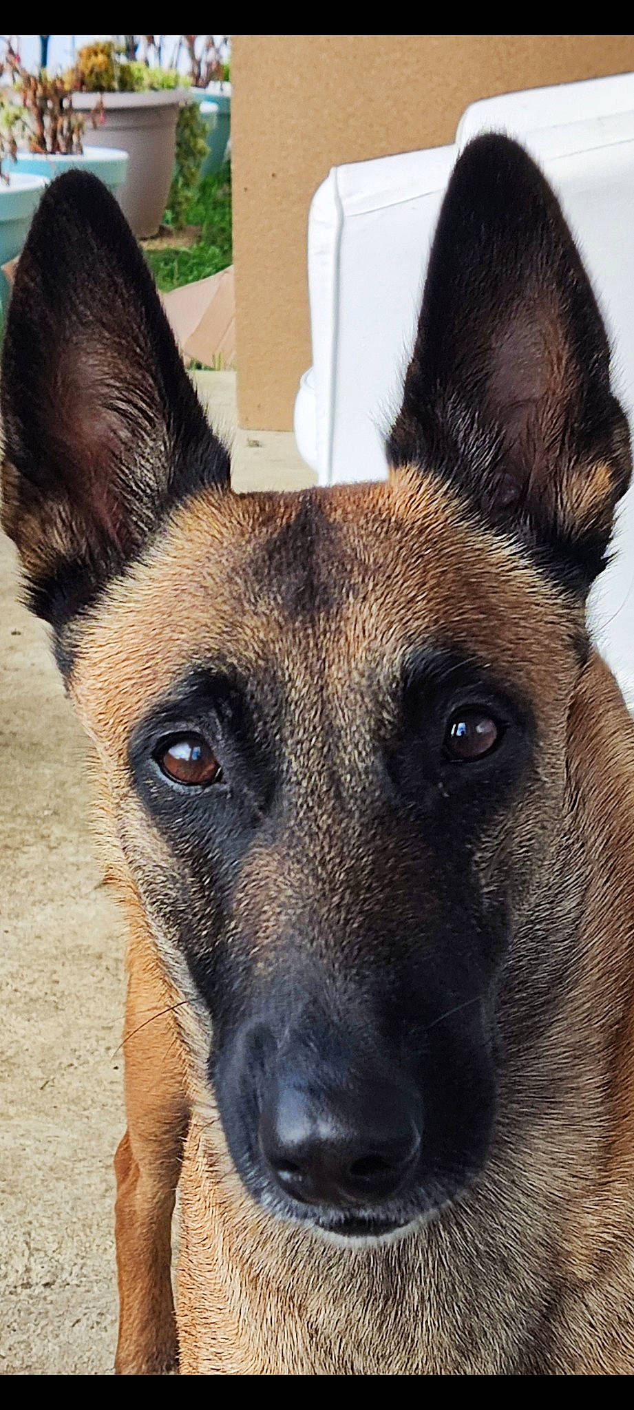 Sherley participe au concours pour gagner de l'argent avec cette photo : ancient_dog_breeds, canidae, carnivore, collar, companion_dog, dog, dog_breed, fawn, herding_dog, old_german_shepherd_dog, snout, sporting_group, terrestrial_animal, whiskers, working_animal, working_dog