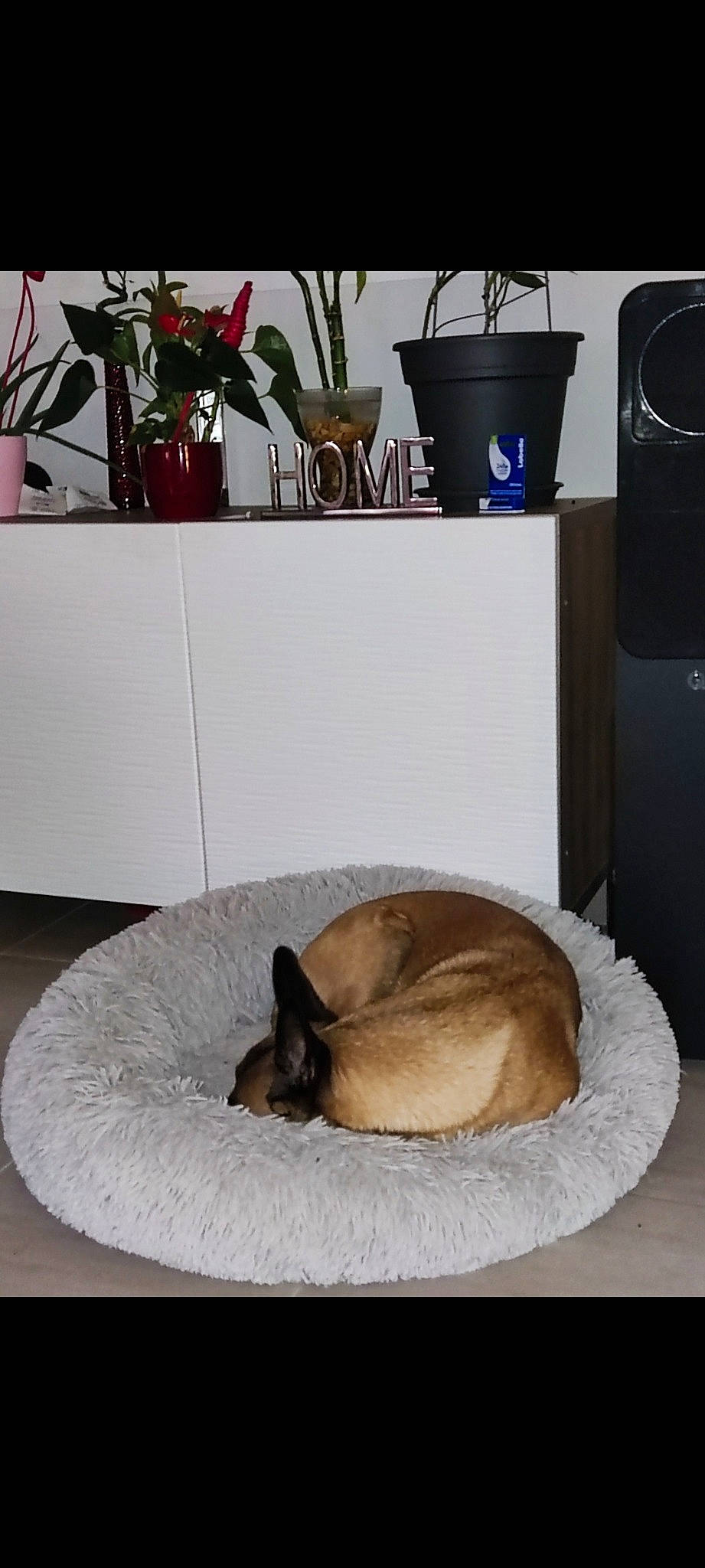 Sherley a rejoint le concours — aidez-le/la à gagner de superbes lots ! canidae, carnivore, cat_supply, comfort, companion_dog, dog, dog_bed, dog_breed, fawn, felidae, flooring, flowerpot, fur, pet_supply, plant, room, small_to_medium_sized_cats, snout, tail, whiskers