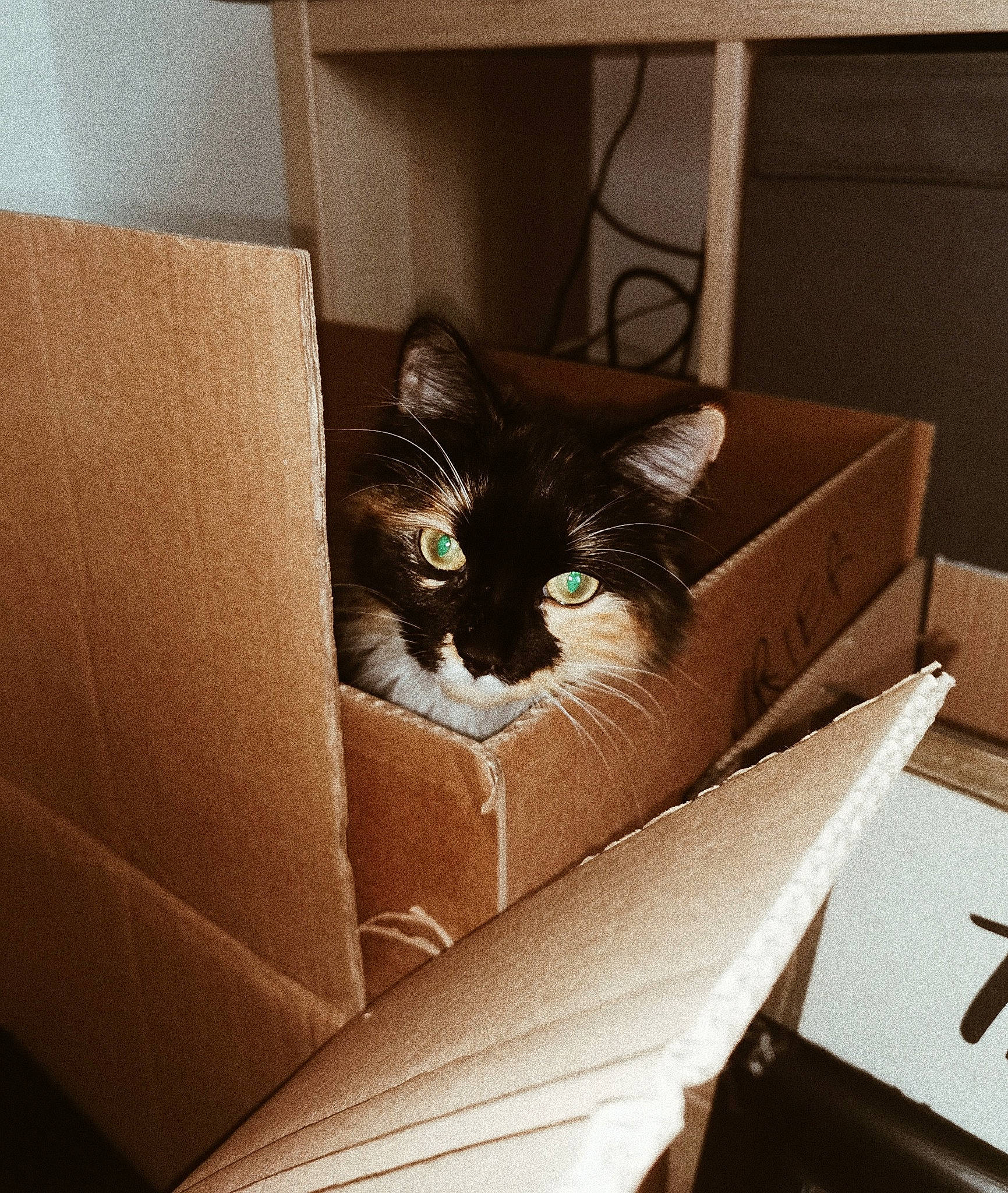Suzy a rejoint le concours — aidez-le/la à gagner de superbes lots ! box, brown, cardboard, carnivore, carton, cat, comfort, felidae, hardwood, living_room, material_property, packaging_and_labeling, packing_materials, rectangle, room, shipping_box, small_to_medium_sized_cats, tints_and_shades, whiskers, wood
