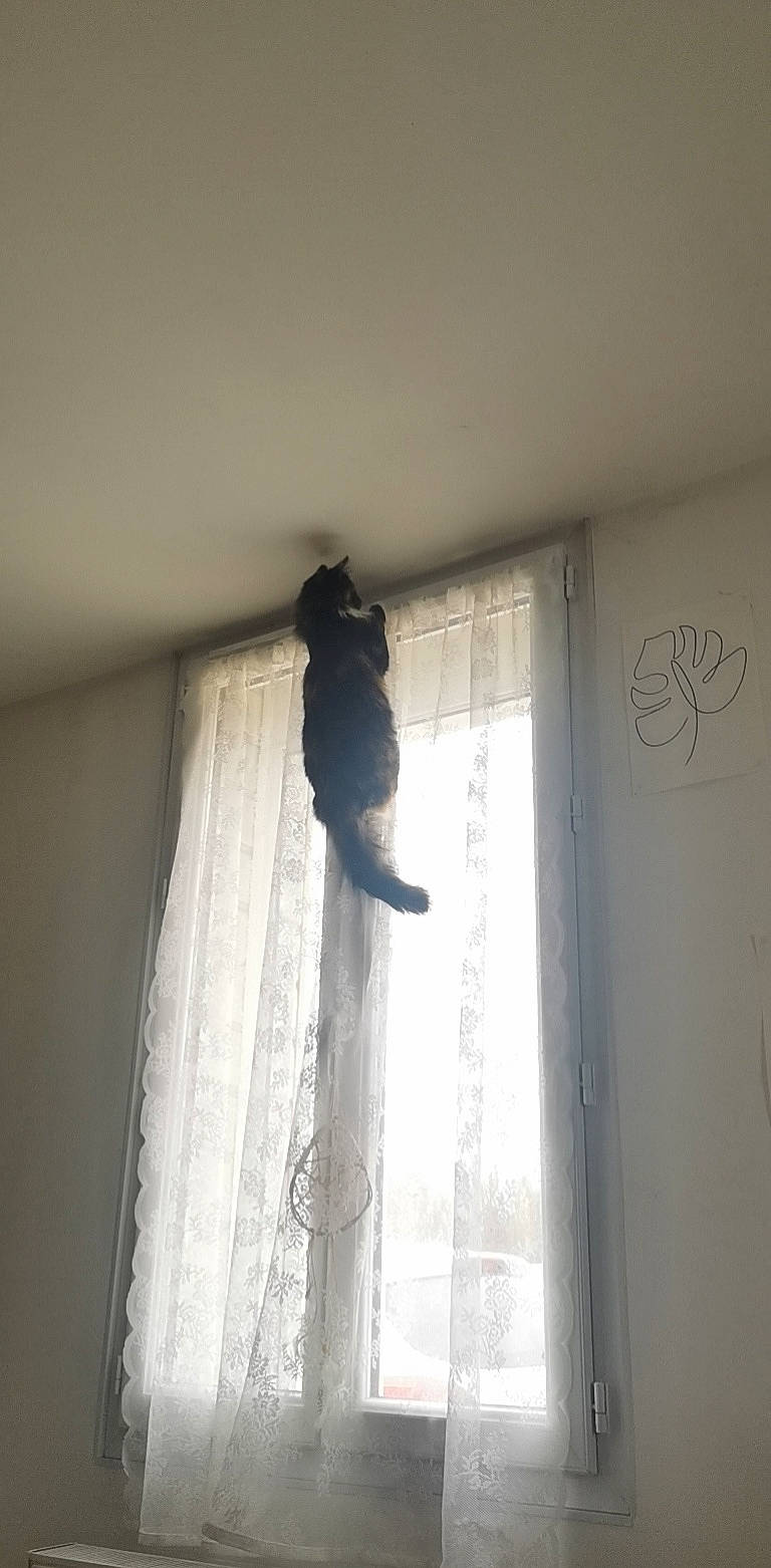 Suzy a rejoint le concours — aidez-le/la à gagner de superbes lots ! ceiling, curtain, door, felidae, flooring, grey, hardwood, house, plant, plaster, sash_window, shade, small_to_medium_sized_cats, tail, tints_and_shades, tree, window, window_covering, window_treatment, wood