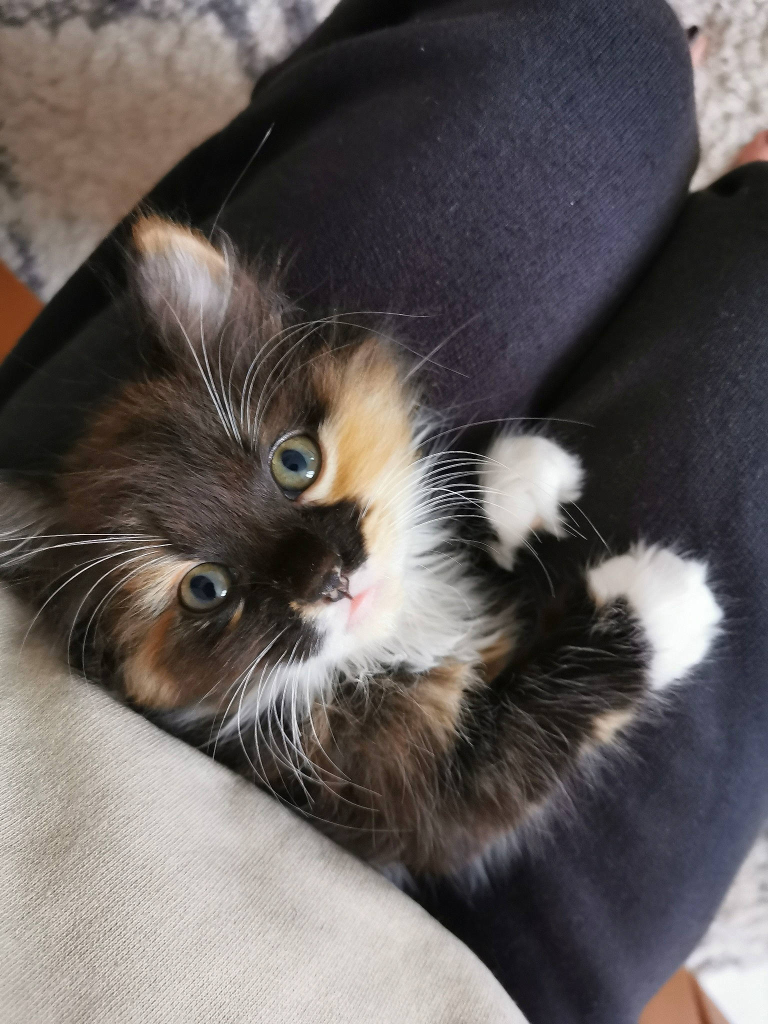 Suzy a rejoint le concours — aidez-le/la à gagner de superbes lots ! black_cat, carnivore, cat, cat_bed, claw, comfort, domestic_short_haired_cat, felidae, foot, fur, mammal, nap, paw, small_to_medium_sized_cats, snout, tail, terrestrial_animal, whiskers