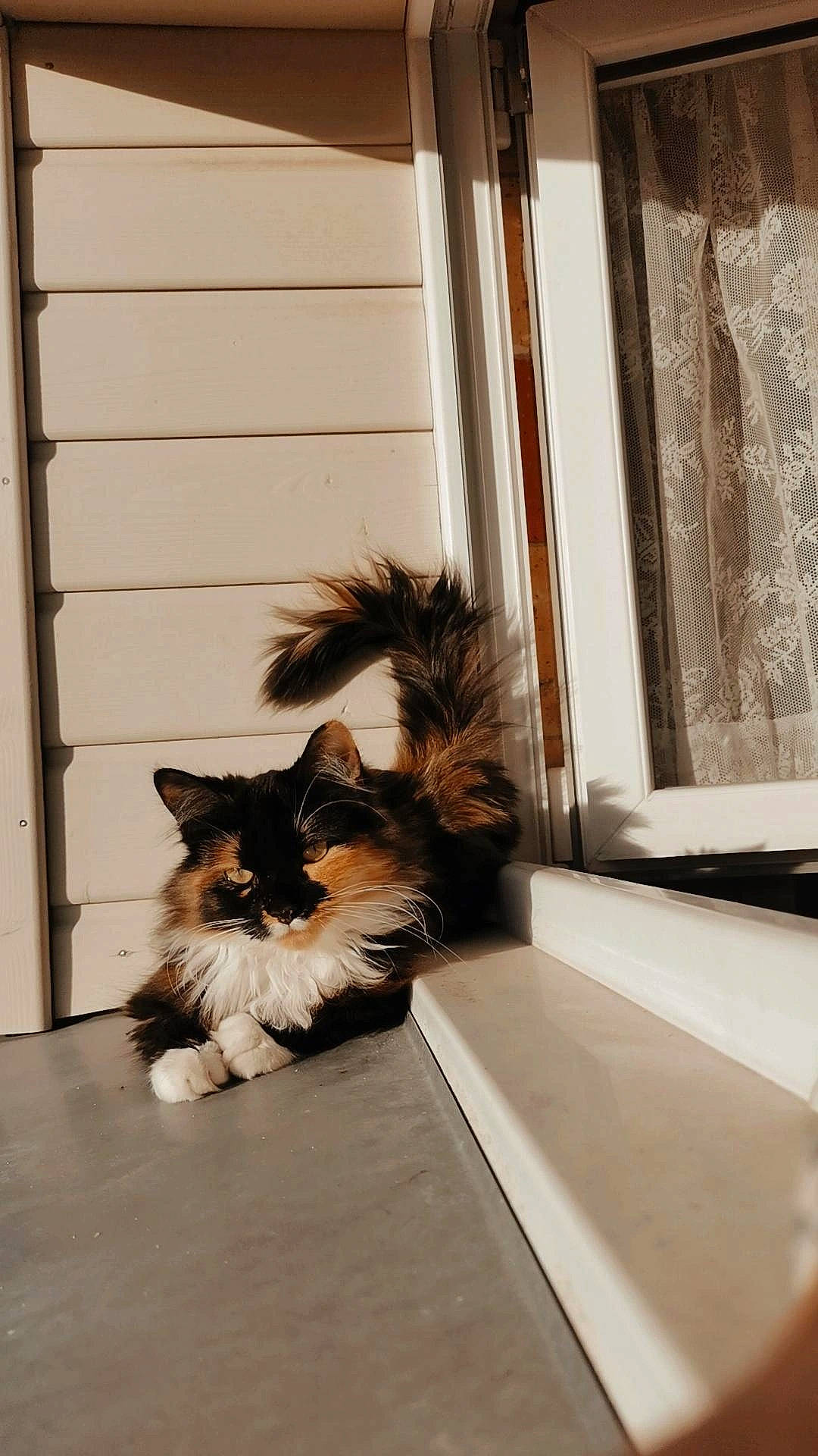 Suzy a rejoint le concours — aidez-le/la à gagner de superbes lots ! carnivore, cat, comfort, companion_dog, dog_breed, domestic_short_haired_cat, door, fawn, felidae, floor, flooring, fur, hardwood, home, small_to_medium_sized_cats, tail, tints_and_shades, whiskers, window, wood