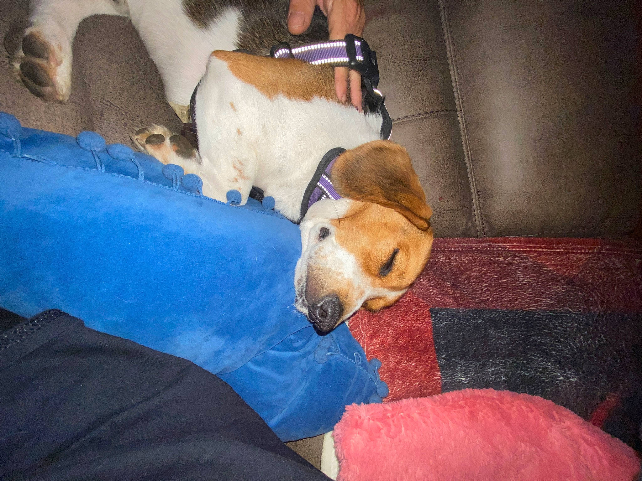 Cooper joined the competition — help win amazing prizes! carnivore, comfort, companion_dog, couch, dog, dog_breed, dog_supply, fawn, flooring, fur, lap, nap, paw, pet_supply, sporting_group, tail, toy, toy_dog, working_animal