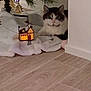 cat, indoor, floor, wooden_floor, blanket, christmas_tree, decoration, festive, house_model, pet, animal, cozy, holiday, soft, white, curious, resting, cute, feline, warm