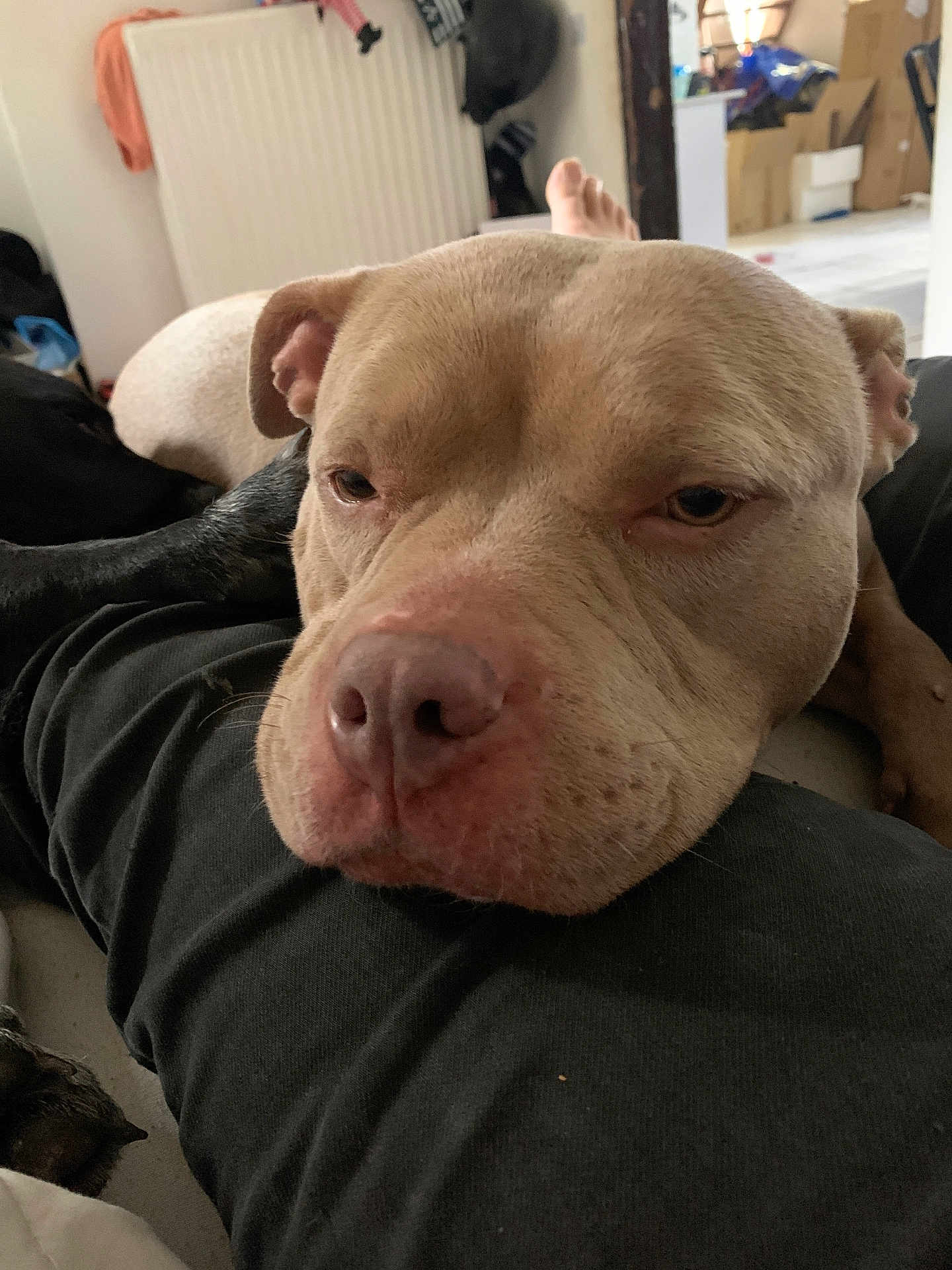 Naya participe au concours pour gagner de l'argent avec cette photo : dog, close_up, resting, indoor, leg, brown_dog, black_dog, relaxed, sleepy, furniture, radiator, person, foot, floor, room, casual, pet, animal, companion, cozy