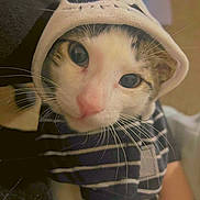 Pancho joined the competition — help win amazing prizes! animal, apparel, cat, close_up, clothing, cozy, curious, cute, domestic_animal, eyes, face, feline, hood, indoor, mammal, pet, portrait, soft_fur, striped, whiskers