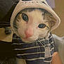 animal, apparel, cat, close_up, clothing, cozy, curious, cute, domestic_animal, eyes, face, feline, hood, indoor, mammal, pet, portrait, soft_fur, striped, whiskers