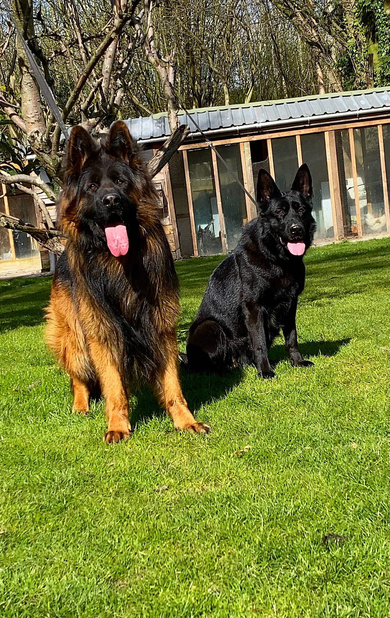 Drago joined the competition — help win amazing prizes! canidae, carnivore, companion_dog, dog, dog_breed, fence, grass, guard_dog, herding_dog, king_shepherd, old_german_shepherd_dog, plant, sporting_group, terrier, tree, water_dog, working_dog