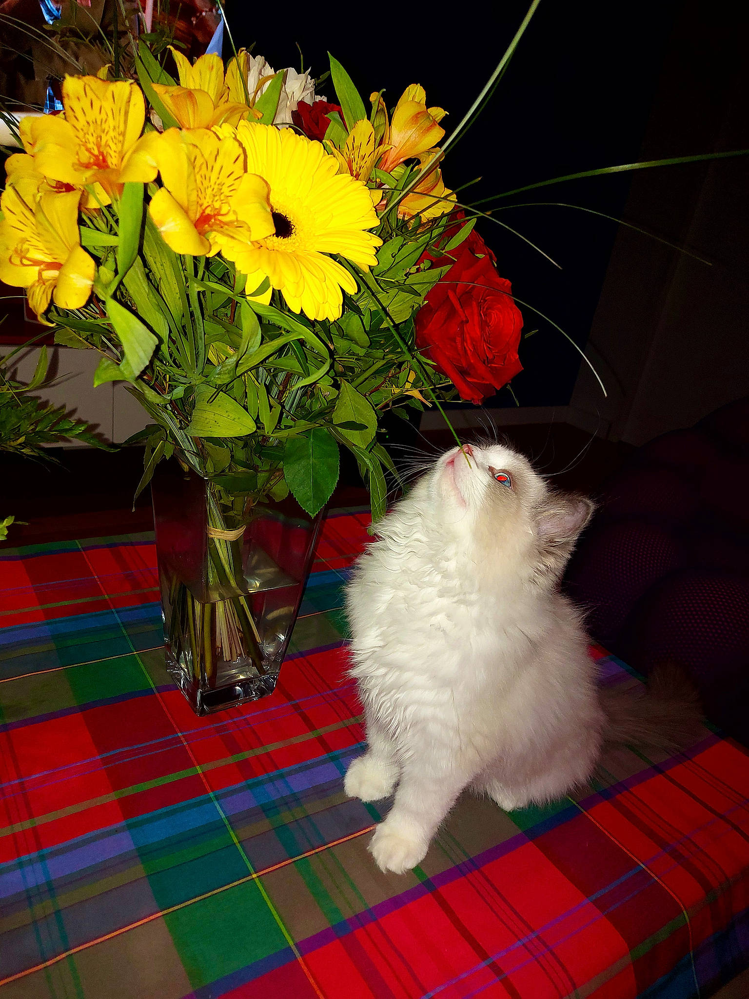 Ungaro participe au concours pour gagner de l'argent avec cette photo : annual_plant, blue, bouquet, carnivore, cat, cut_flowers, felidae, flower, flower_arranging, flowerpot, grass, green, herbaceous_plant, pattern, petal, plaid, plant, small_to_medium_sized_cats, tartan, whiskers