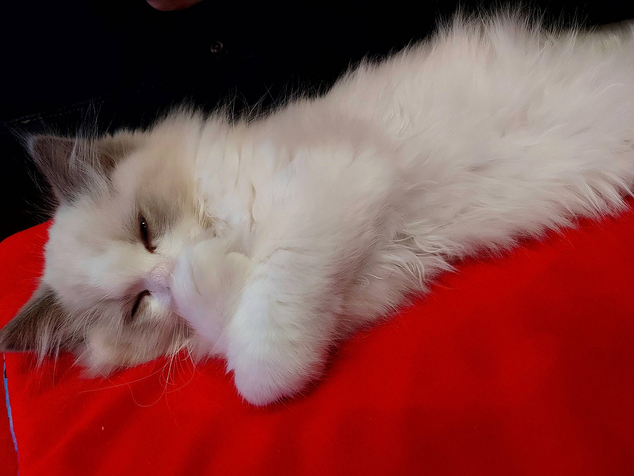 Ungaro participe au concours pour gagner de l'argent avec cette photo : carmine, carnivore, cat, claw, comfort, domestic_short_haired_cat, eye, fawn, felidae, foot, fur, head, nap, paw, small_to_medium_sized_cats, snout, tail, whiskers