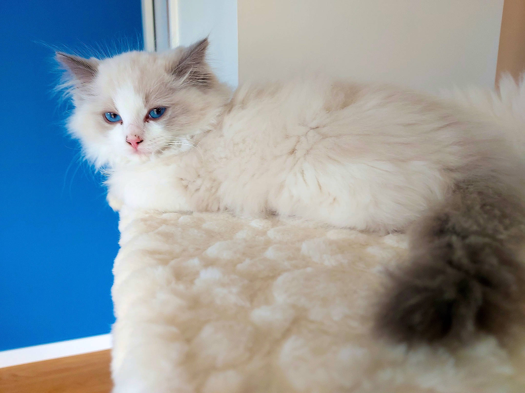 Ungaro participe au concours pour gagner de l'argent avec cette photo : british_longhair, carnivore, cat, cat_bed, claw, comfort, eye, felidae, fur, iris, laperm, paw, ragdoll, small_to_medium_sized_cats, snout, tail, whiskers