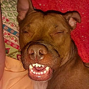 Chorizo is registered to the contest to win money with this photo: bed, blanket, brown_coat, canine, close_up, dog, ears, indoor, mouth, muzzle, nose, pet, pillow, portrait, red_background, resting, sleeping, smile, teeth, whiskers
