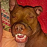 bed, blanket, brown_coat, canine, close_up, dog, ears, indoor, mouth, muzzle, nose, pet, pillow, portrait, red_background, resting, sleeping, smile, teeth, whiskers