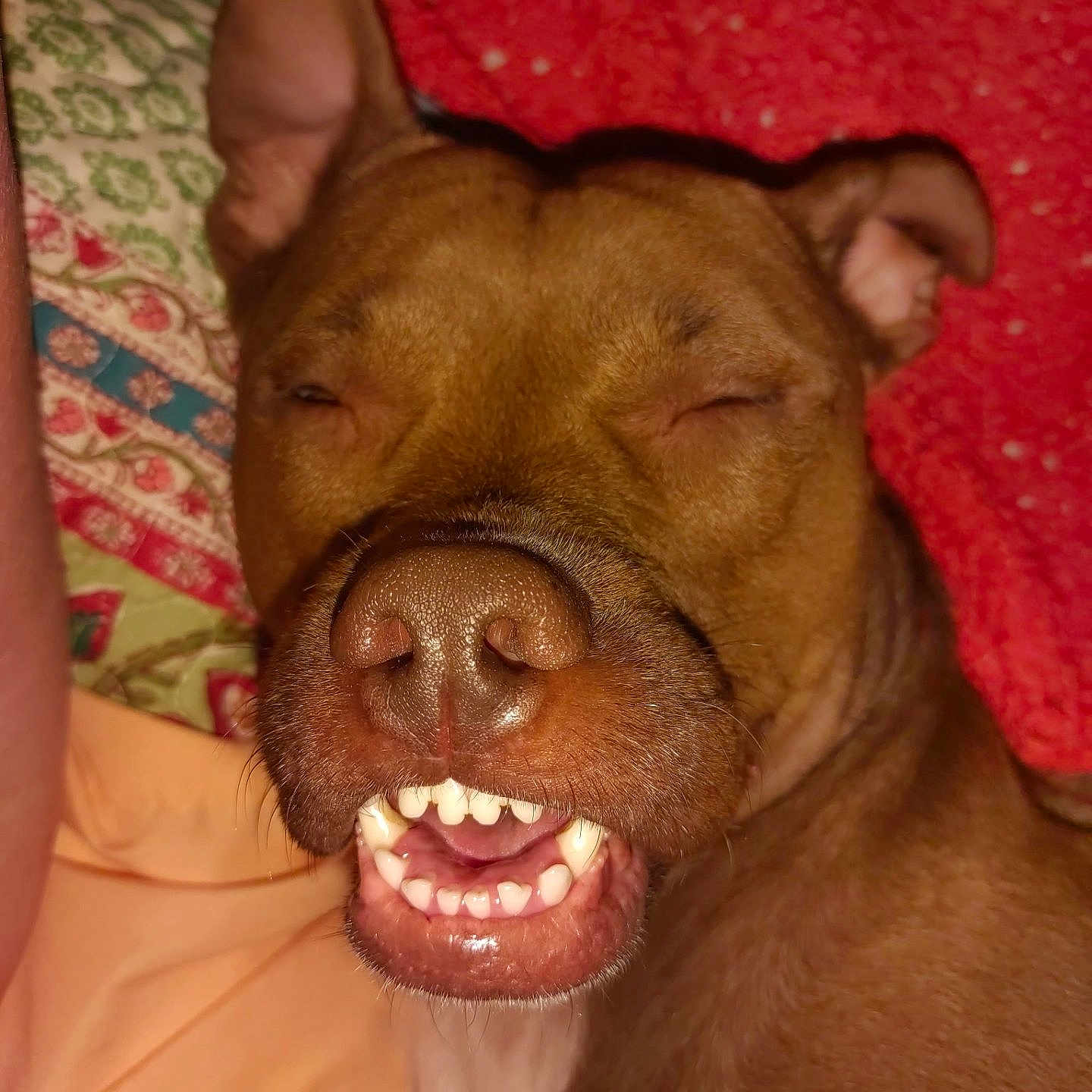 Chorizo