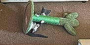Bubbles is registered to the contest to win money with this photo: animal, carpet, cat, clawing, couch, cozy, cute, floor, furniture, gray_cat, home, indoor, kitten, pet, playful, plush_toy, relaxing, stairs, toy, white_paws