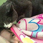 Bubbles is registered to the contest to win money with this photo: cat, person, blanket, face, indoor, curious, gray_cat, white_cat, bed, pink, floral_pattern, sniffing, cozy, resting, human, animal, closeup, soft_texture, green_wall, comfort