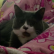 Bubbles is registered to the contest to win money with this photo: animal, blanket, cat, closeup, colorful, comfort, cozy, cute, domestic, face, flower_pattern, fur, indoor, lying_down, pet, pink, relaxed, resting, soft, whiskers