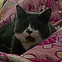 animal, blanket, cat, closeup, colorful, comfort, cozy, cute, domestic, face, flower_pattern, fur, indoor, lying_down, pet, pink, relaxed, resting, soft, whiskers