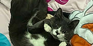 Bubbles is registered to the contest to win money with this photo: cat, gray_cat, white_paws, curled_up, bedspread, cartoon_characters, indoor, pet, feline, animal, cute, playful, resting, fur, whiskers, ears, eyes, cozy, paws, sleepy