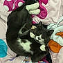 cat, gray_cat, white_paws, curled_up, bedspread, cartoon_characters, indoor, pet, feline, animal, cute, playful, resting, fur, whiskers, ears, eyes, cozy, paws, sleepy
