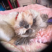 Levi joined the competition — help win amazing prizes! dog, pet, fluffy, collar, bed, blanket, pink, indoor, cozy, relaxed, fur, animal, cute, domestic_animal, resting, close_up, vignette, furniture, home, portrait