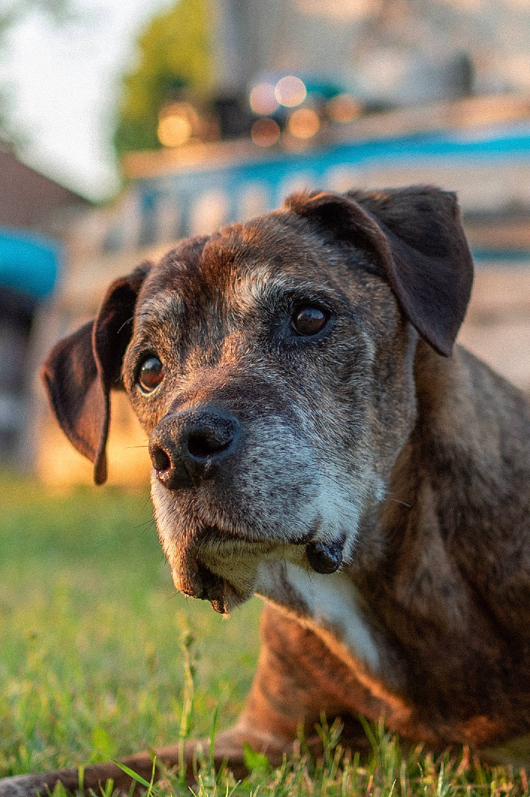 Rocky participe au concours pour gagner de l'argent avec cette photo : canidae, carnivore, collar, companion_dog, dog, dog_breed, dog_collar, fawn, grass, guard_dog, hunting_dog, non_sporting_group, plant, snout, sporting_group, terrestrial_animal, treeing_tennessee_brindle, whiskers, working_animal, working_dog