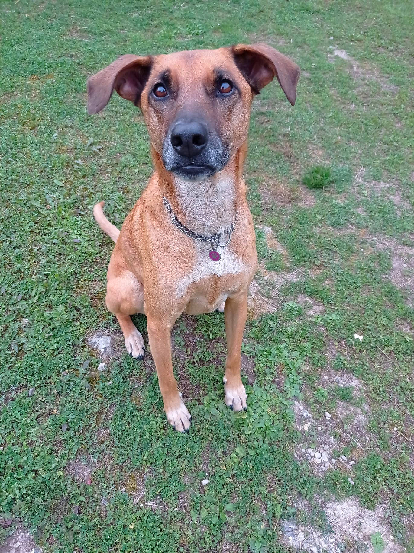 Louna participe au concours pour gagner de l'argent avec cette photo : canidae, carnivore, collar, companion_dog, dog, dog_breed, dog_collar, fawn, grass, guard_dog, hunting_dog, plant, puppy, snout, sporting_group, street_dog, toy_dog, whiskers, working_animal, working_dog