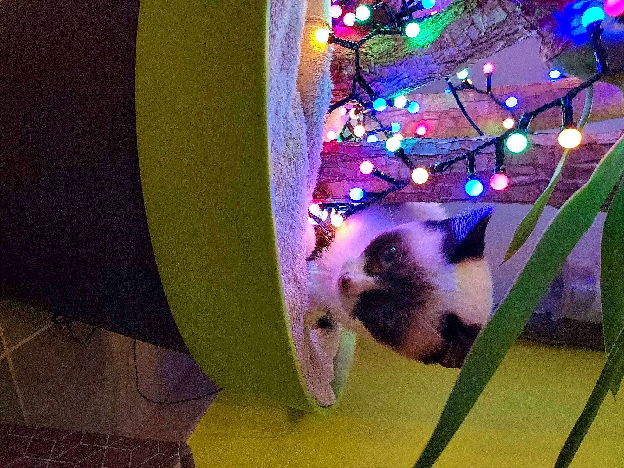 Oréo participe au concours pour gagner de l'argent avec cette photo : art, birman, canidae, carnivore, cat, domestic_short_haired_cat, event, fawn, felidae, fun, fur, magenta, ornament, plant, purple, room, siamese, small_to_medium_sized_cats, tail, whiskers