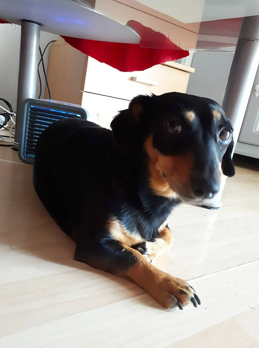 Mélodie a rejoint le concours — aidez-le/la à gagner de superbes lots ! canidae, carnivore, dachshund, dog, dog_breed, ear, floor, german_pinscher, huntaway, manchester_terrier, miniature_pinscher, nose, puppy, snout, sporting_group, toy_manchester_terrier